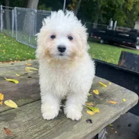 BUDDY, a male Bichon Frise for sale in Brookfield, WI – 2 of 2