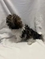 MILWAUKEE AREA GIRL READY, a female Shichon for sale in Brookfield, WI – Photo 3 of 4