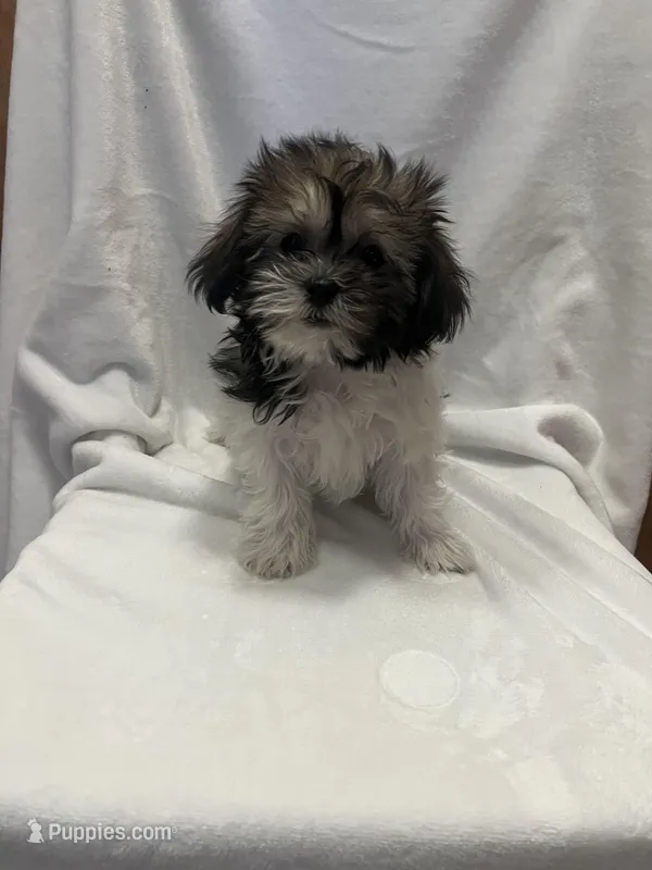 MILWAUKEE AREA GIRL READY, a female Shichon for sale in Brookfield, WI – Photo 1 of 4