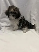 MILWAUKEE AREA GIRL READY, a female Shichon for sale in Brookfield, WI – Photo 4 of 4