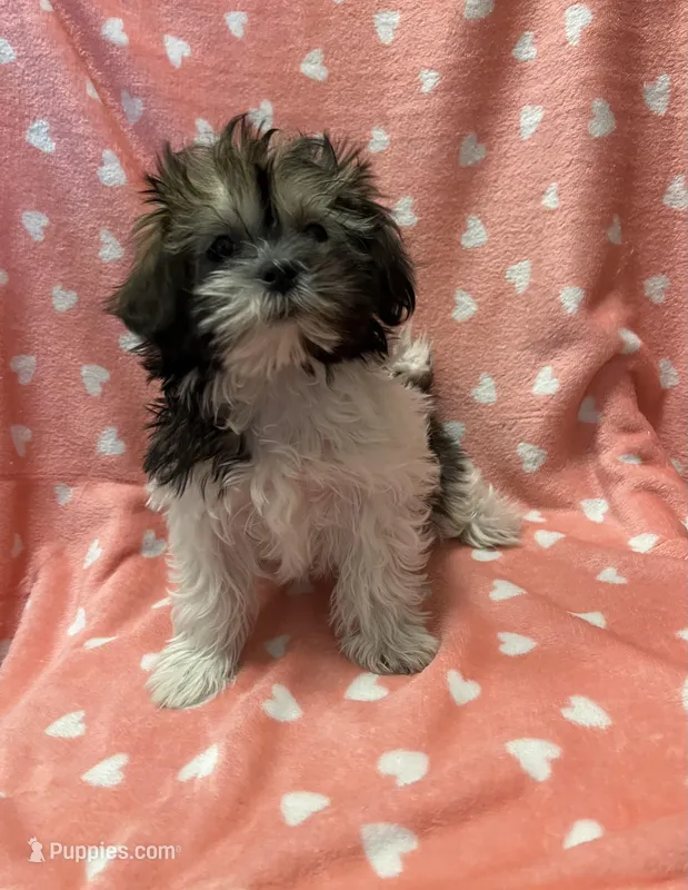 MILWAUKEE AREA GIRL READY – Shichon puppy for sale in Brookfield, WI