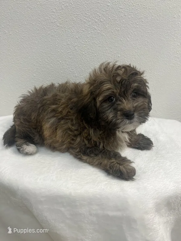 MILWAUKEE AREA BOY READY – Shihpoo puppy for sale in Brookfield, WI