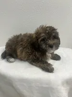 MILWAUKEE AREA BOY READY, a male Shihpoo for sale in Brookfield, WI – Photo 1 of 2