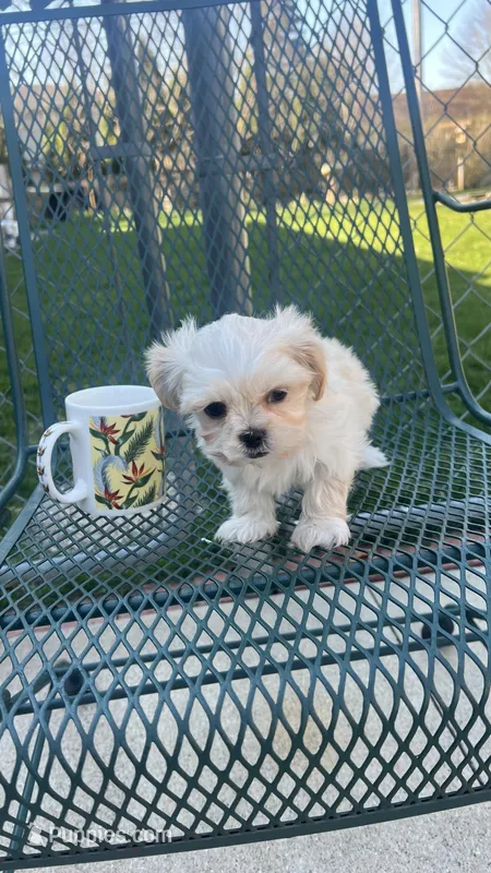 MILWAUKEE AREA GIRL READY – Shichon puppy for sale in Brookfield, WI