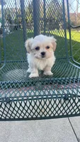 MILWAUKEE AREA GIRL READY, a female Shichon for sale in Brookfield, WI – Photo 2 of 3