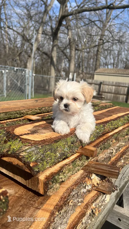 MILWAUKEE AREA GIRL READY – Shichon puppy for sale in Brookfield, WI