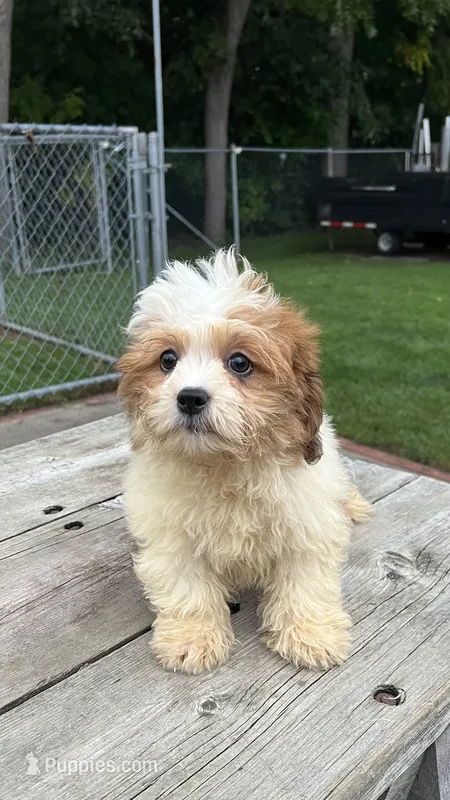COCO BOY – Shichon puppy for sale in Brookfield, WI