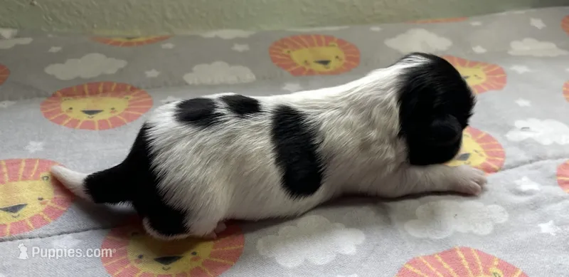 DIAMOND – Shih Tzu puppy for sale in Brookfield, WI