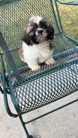 BROOKFIELD (TEDDY) AKC registered boy, a male Shih Tzu for sale in Brookfield, WI – 3 of 4