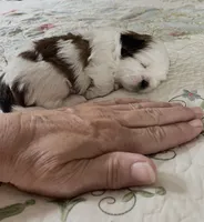BROOKFIELD BOY TOMMY, a male Shih Tzu for sale in Brookfield, WI – 2 of 10