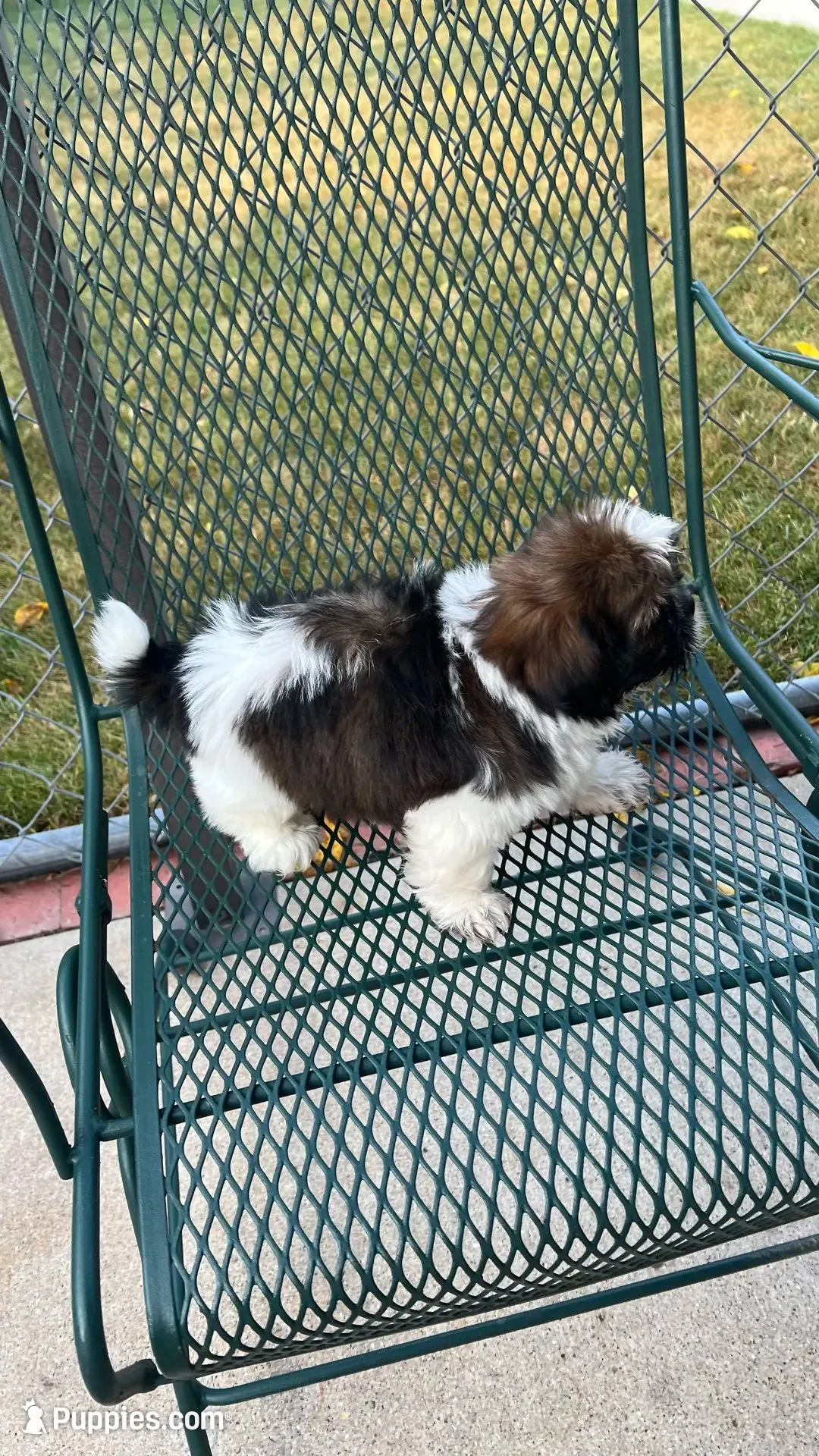 BROOKFIELD (BUSTER) AKC registered boy, a male Shih Tzu for sale in Brookfield, WI – 4 of 7