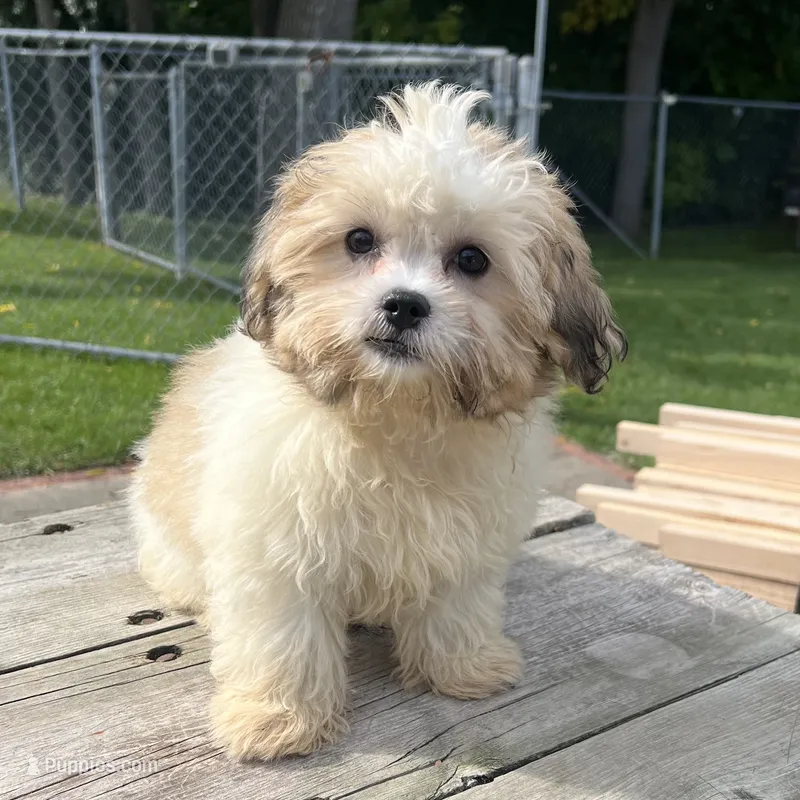 EDDIE  – Shichon puppy for sale in Brookfield, WI