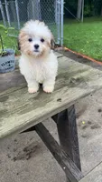 BUSTER, a male Shih Tzu for sale in Brookfield, WI – 2 of 3