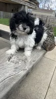 MILWAUKEE AREA BOY READY, a male Shichon for sale in Milwaukee, WI – 5 of 6