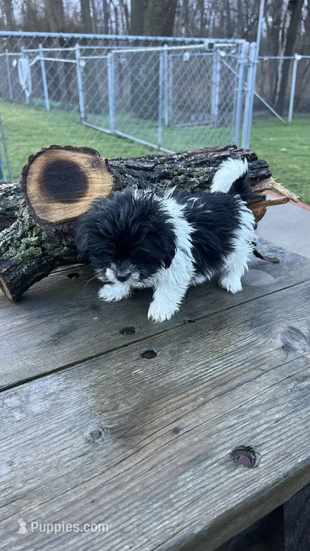 MILWAUKEE AREA BOY READY – Shichon puppy for sale in Brookfield, WI