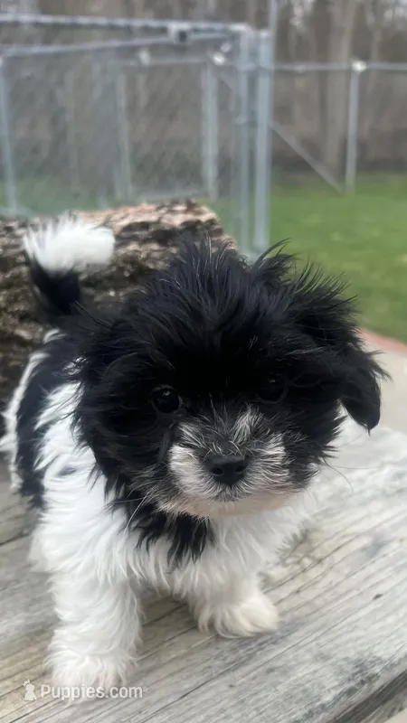 MILWAUKEE AREA BOY READY – Shichon puppy for sale in Brookfield, WI