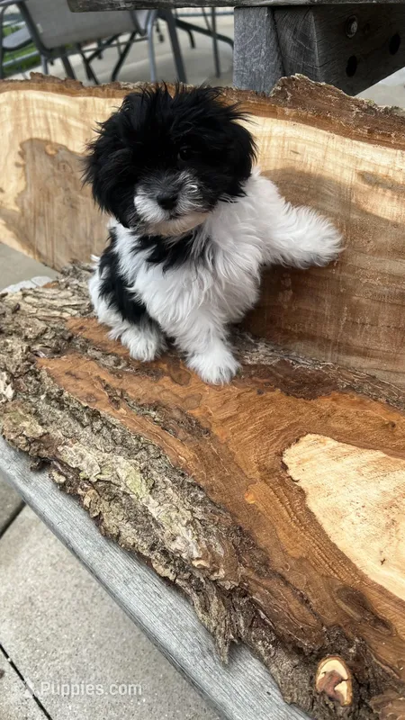 MILWAUKEE AREA BOY READY – Shichon puppy for sale in Brookfield, WI