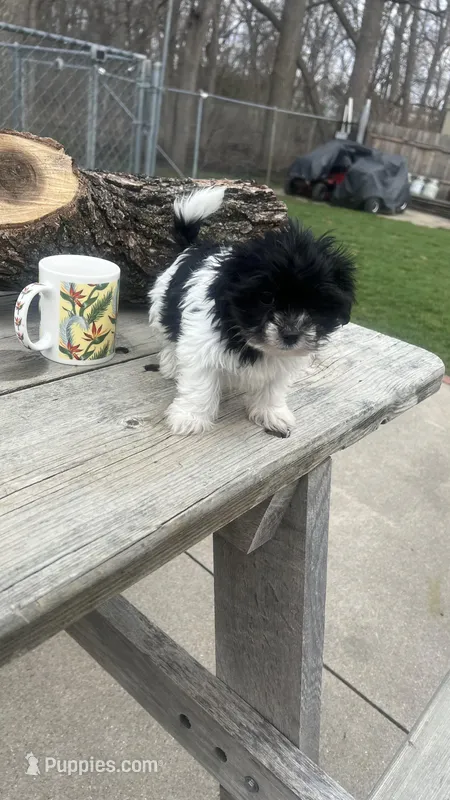 MILWAUKEE AREA BOY READY – Shichon puppy for sale in Brookfield, WI