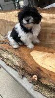 MILWAUKEE AREA BOY READY, a male Shichon for sale in Milwaukee, WI – 4 of 6