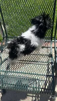 MILWAUKEE AREA BOY READY, a male Shichon for sale in Milwaukee, WI – 6 of 6