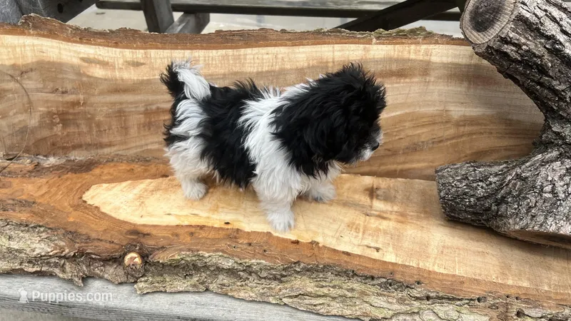 MILWAUKEE AREA BOY READY – Shichon puppy for sale in Brookfield, WI