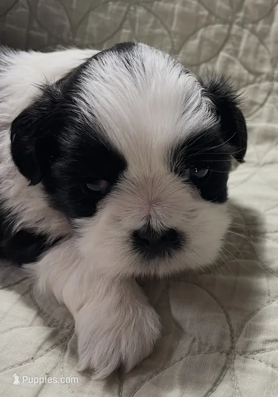 BROOKFIELD BOY JERRY – Shih Tzu puppy for sale in Brookfield, WI