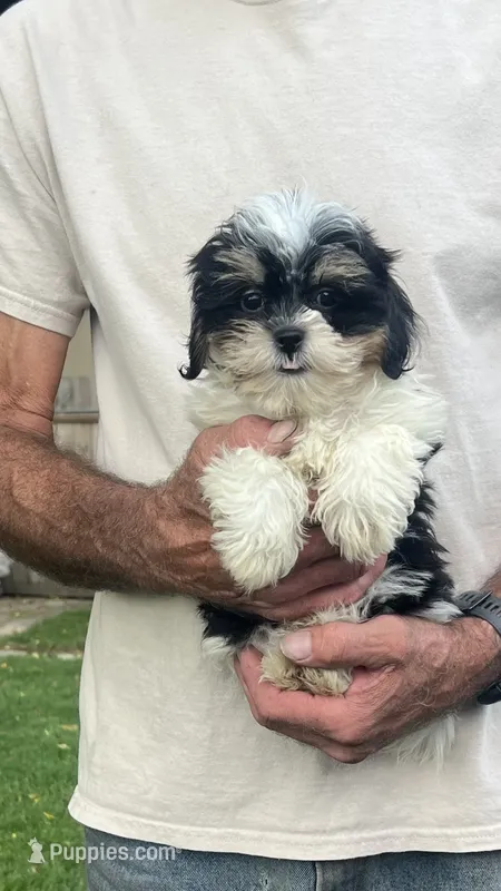 BROOKFIELD BOY CHARLIE SHICHON  – Shih Tzu puppy for sale in Brookfield, WI