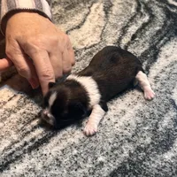 AKC HENRY , a male Shih Tzu for sale in Brookfield, WI – 2 of 5
