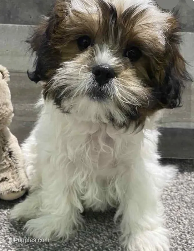 BROOKFIELD BOY TOM – Shichon puppy for sale in Brookfield, WI