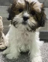 BROOKFIELD BOY TOM, a male Shichon for sale in Brookfield, WI – 1 of 1