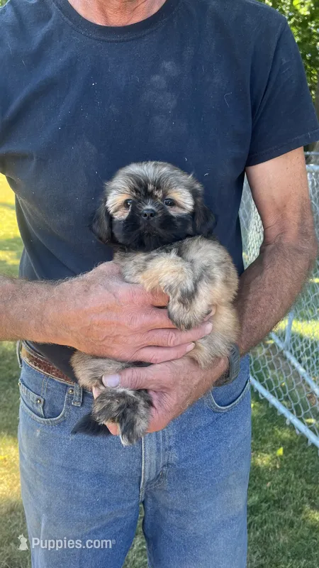 BROOKFIELD (COCO) AKC registered girl – Shih Tzu puppy for sale in Brookfield, WI