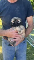 BROOKFIELD (COCO) AKC registered girl, a female Shih Tzu for sale in Brookfield, WI – 1 of 6