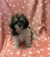 MILWAUKEE AREA GIRL READY, a female Shih Tzu for sale in Brookfield, WI – Photo 3 of 5