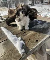 MILWAUKEE AREA GIRL READY, a female Shih Tzu for sale in Brookfield, WI – Photo 4 of 5