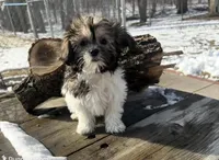 MILWAUKEE AREA GIRL READY, a female Shih Tzu for sale in Brookfield, WI – Photo 1 of 5