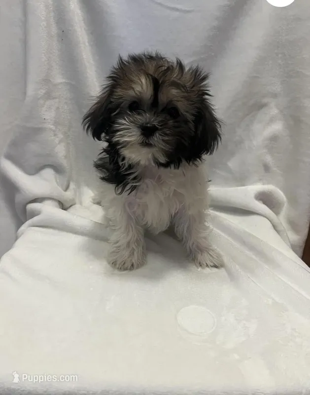 MILWAUKEE AREA GIRL READY – Shih Tzu puppy for sale in Brookfield, WI
