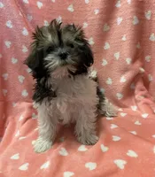 MILWAUKEE AREA GIRL READY, a female Shih Tzu for sale in Brookfield, WI – Photo 5 of 5
