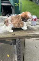 BROOKFIELD GIRL LILLY SHICHON , a female Shih Tzu for sale in Brookfield, WI – 4 of 4