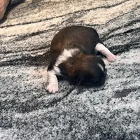 AKC FRANK , a male Shih Tzu for sale in Brookfield, WI – 4 of 4