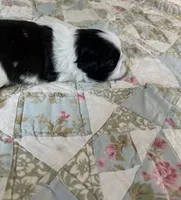 BROOKFIELD BOY JERRY, a male Shih Tzu for sale in Brookfield, WI – 7 of 9