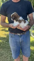 BROOKFIELD (BUDDY) AKC registered boy, a male Shih Tzu for sale in Brookfield, WI – 4 of 6