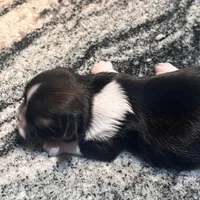 AKC WALTER , a male Shih Tzu for sale in Brookfield, WI – 5 of 5