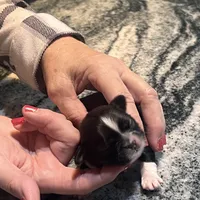 AKC WALTER , a male Shih Tzu for sale in Brookfield, WI – 4 of 5