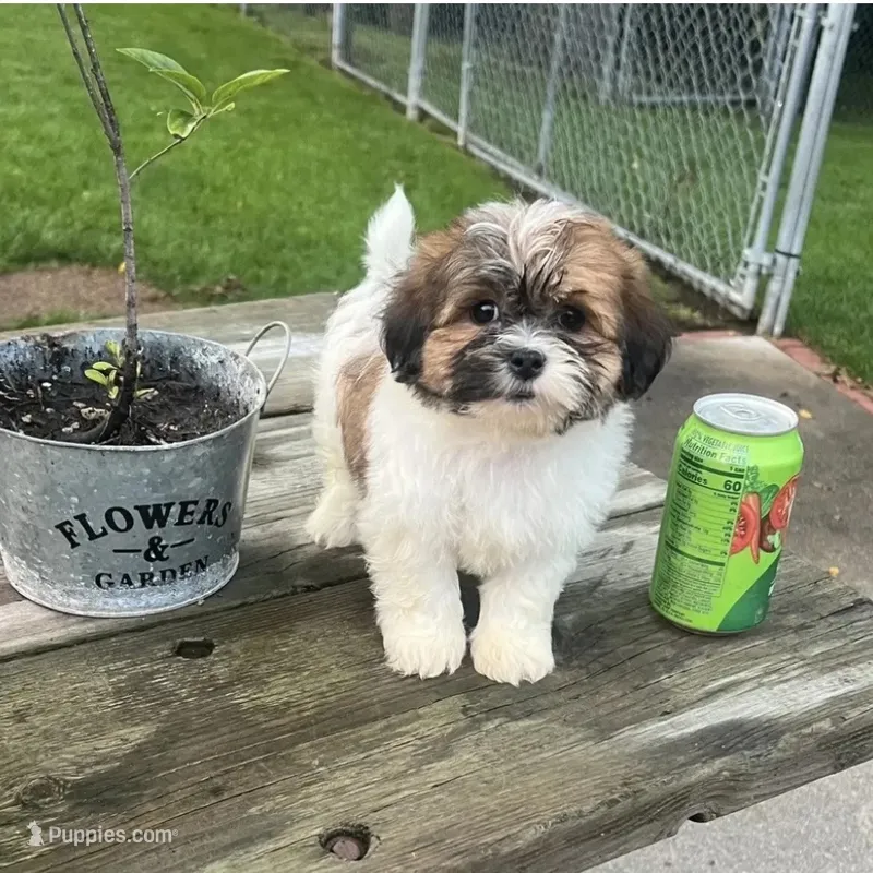 BROOKFIELD BOY BUDDY SHICHON – Shih Tzu puppy for sale in Brookfield, WI