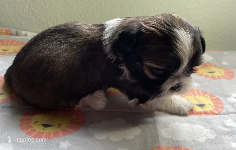 HENRY  – Shih Tzu puppy for sale in Brookfield, WI