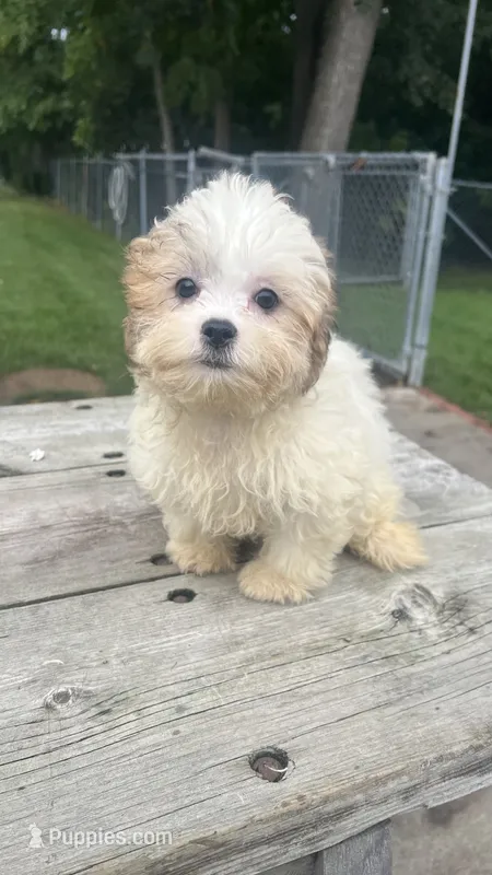 BUSTER – Shih Tzu puppy for sale in Brookfield, WI