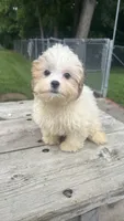 BUSTER , a male Shih Tzu for sale in Ishpeming, MI – 1 of 2