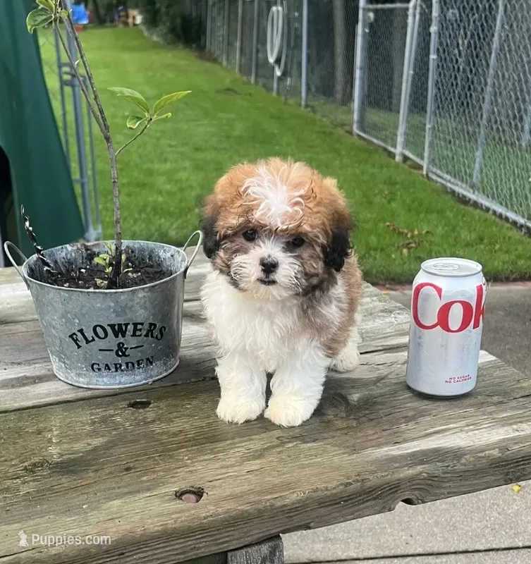 BROOKFIELD GIRL ROSE SHICHON  – Shih Tzu puppy for sale in Brookfield, WI
