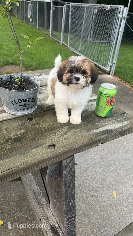 BROOKFIELD BOY BUDDY – Shichon puppy for sale in Brookfield, WI