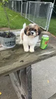BROOKFIELD BOY BUDDY, a male Shichon for sale in Brookfield, WI – 1 of 4